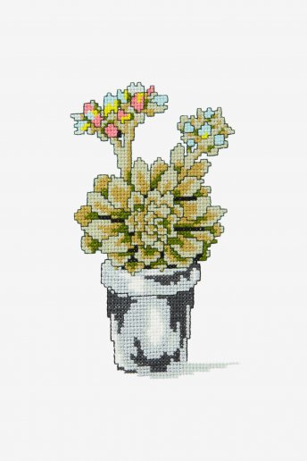 Nature cactus a - pianta grassa fiorita - schema