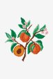 Peaches - Pattern thumbnail