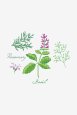Herbs - Basil  thumbnail