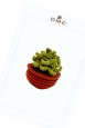 Succulente - Amigurumi thumbnail