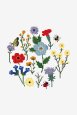Flores de campo - Esquema thumbnail